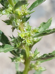 Amaranthus torreyi