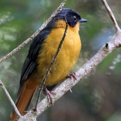 Cossypha dichroa dichroa