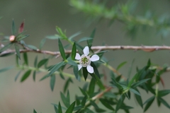Leptospermum scoparium