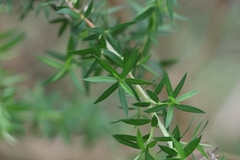 Leptospermum scoparium