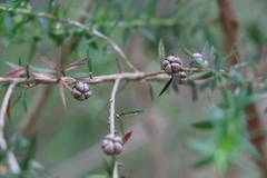 Leptospermum scoparium