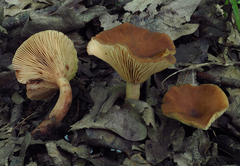 Lactarius serifluus