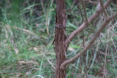 Leptospermum scoparium