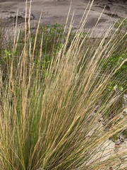 Austrostipa stipoides