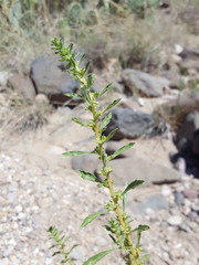 Amaranthus torreyi