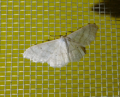 Idaea deversaria