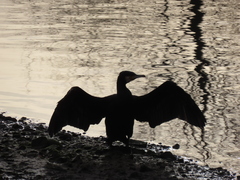 Phalacrocorax carbo