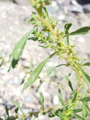 Amaranthus torreyi
