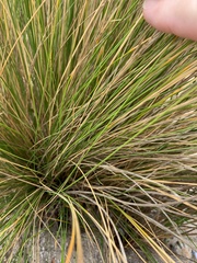 Austrostipa stipoides