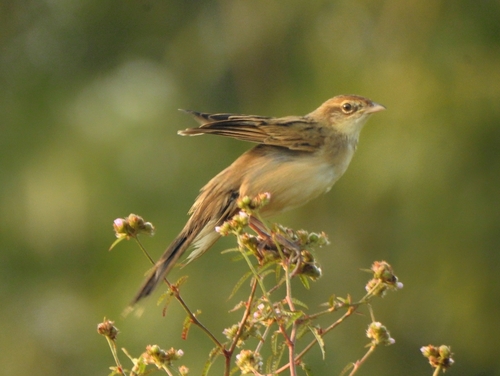 Bristled Grassbird (Schoenicola striatus), photo 7