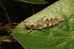Adreppus