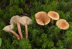 Lactarius tabidus