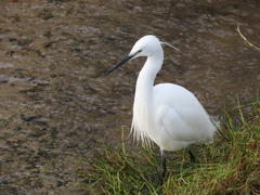 Egretta garzetta