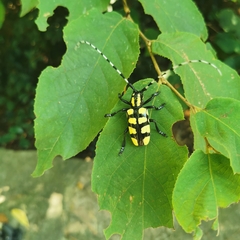 Anoplophora horsfieldii