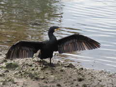 Phalacrocorax carbo