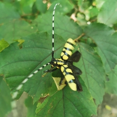 Anoplophora horsfieldii