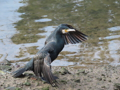 Phalacrocorax carbo