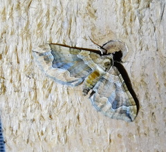 Pelurga comitata