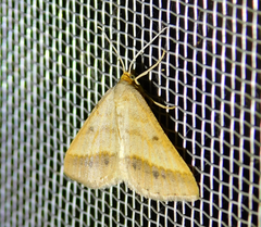 Isturgia arenacearia