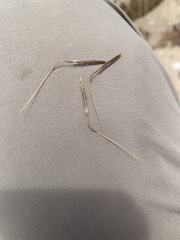 Austrostipa stipoides