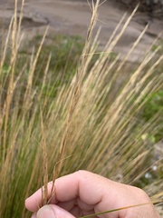 Austrostipa stipoides