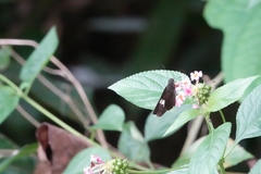 Notocrypta paralysos