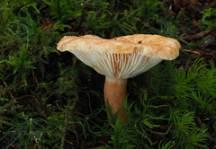 Lactarius torminosulus