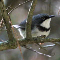 Apalis thoracica claudei