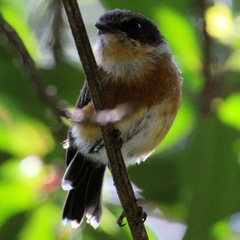 Batis capensis capensis