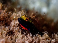 Helcogramma decurrens