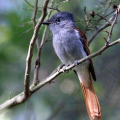 Terpsiphone viridis granti