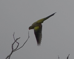 Polytelis anthopeplus anthopeplus
