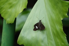 Notocrypta paralysos