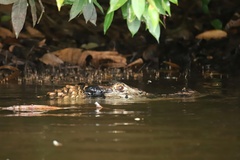 Melanosuchus niger