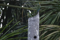 Orthopsittaca manilatus