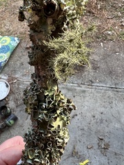 Parmotrema perforatum