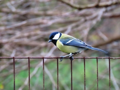 Parus major