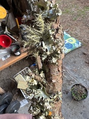 Parmotrema perforatum