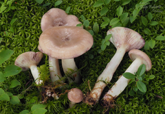 Lactarius uvidus