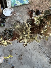 Parmotrema perforatum