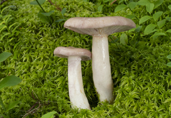 Lactarius uvidus
