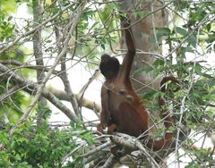 Alouatta