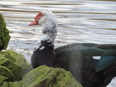 Cairina moschata domestica