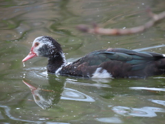 Cairina moschata domestica