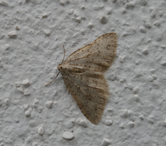 Colostygia multistrigaria