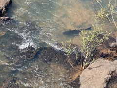 Steindachneridion melanodermatum