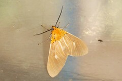 Asota producta