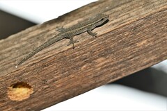 Lygodactylus capensis