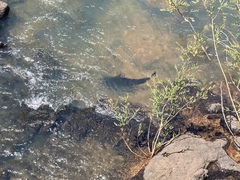 Steindachneridion melanodermatum