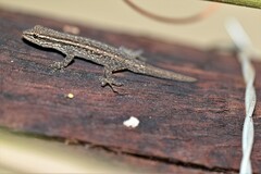 Lygodactylus capensis